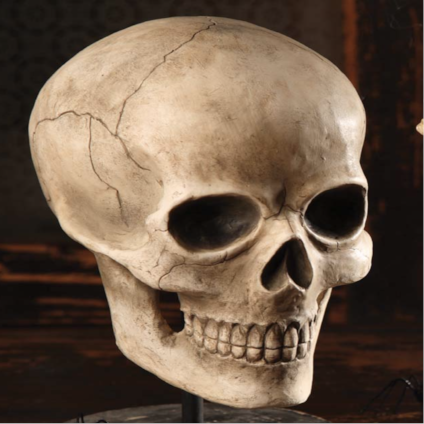 Bethany Lowe Skelton Skull TD0570