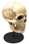 Bethany Lowe Skelton Skull TD0570