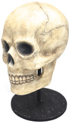 Bethany Lowe Skelton Skull TD0570