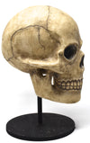 Bethany Lowe Skelton Skull TD0570