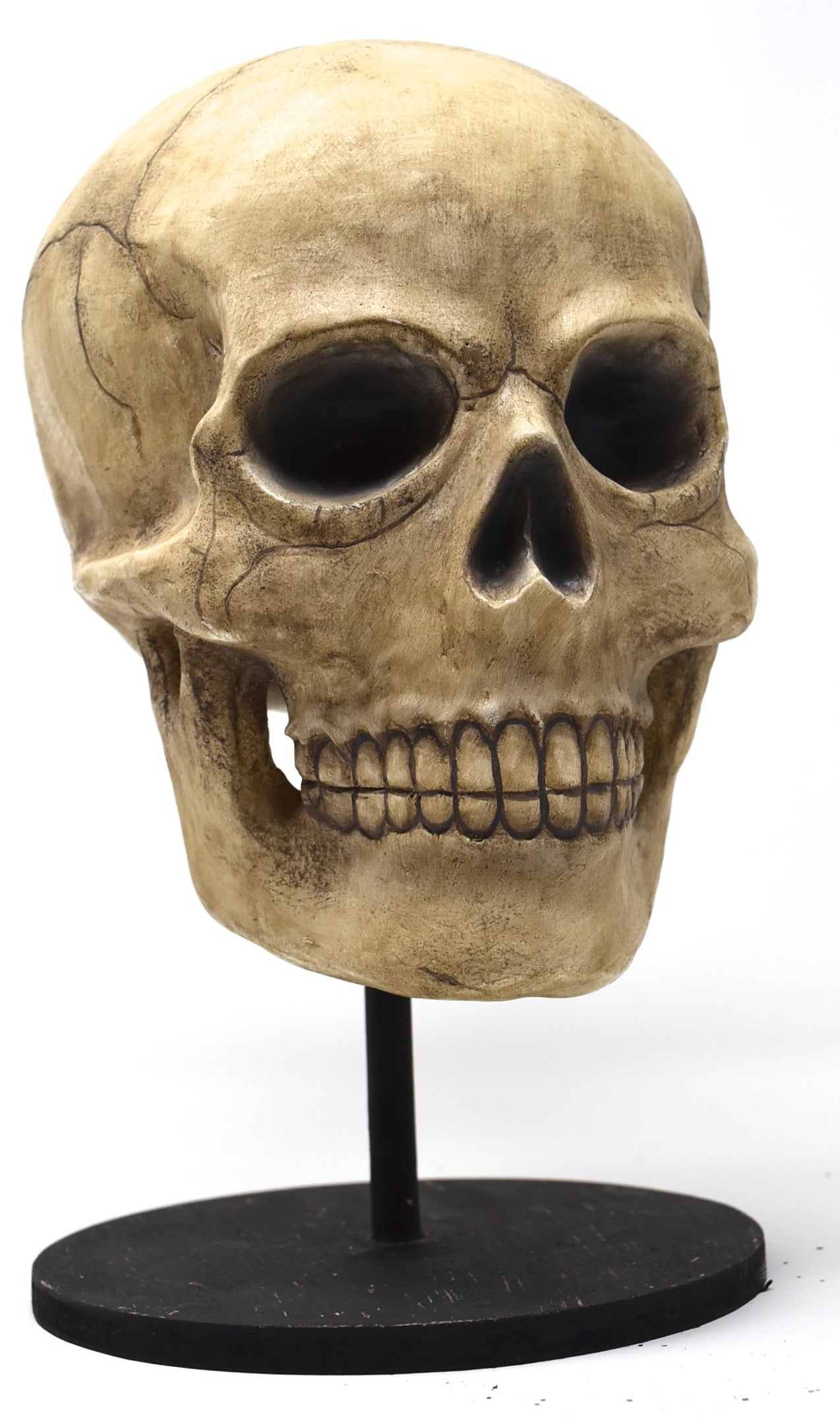 Bone Head Skullduggery Skull Skeleton - Thumbnail 5