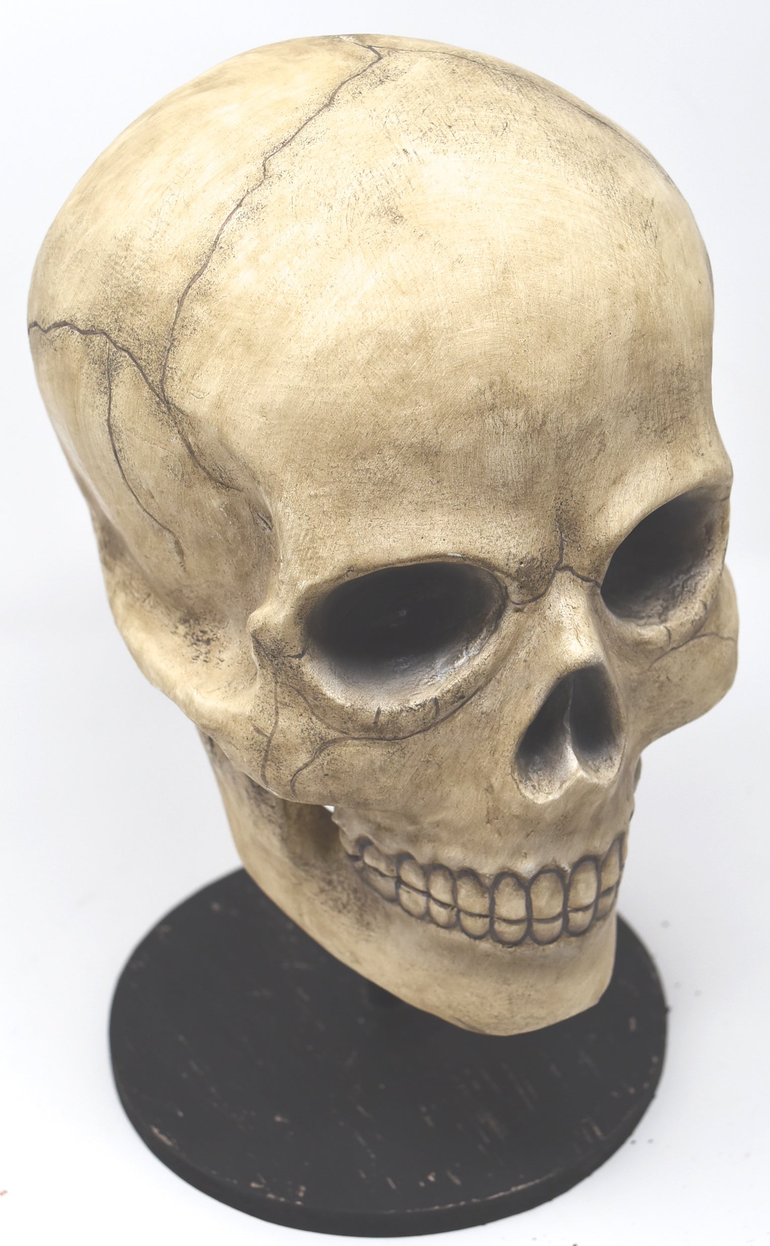 Bone Head Skullduggery Skull Skeleton - Thumbnail 2