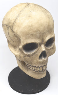 Bethany Lowe Skelton Skull TD0570