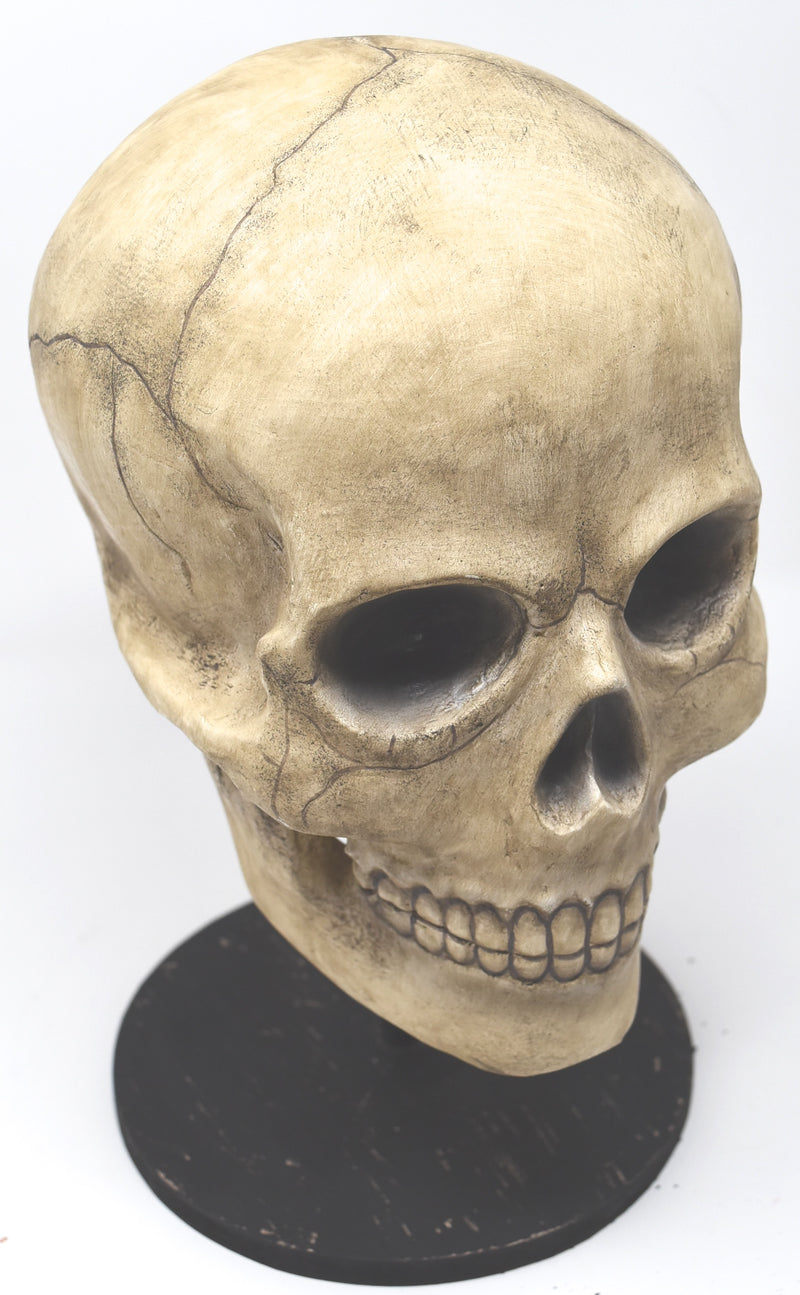 Bethany Lowe Skelton Skull TD0570