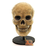 Bethany Lowe Skelton Skull TD0570